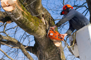 Residential Tree Services Bell thumbnail