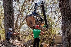 Bratt Tree Company arborists safely removing tree from minnesota yard