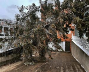 storm damage tree damage bratt tree company