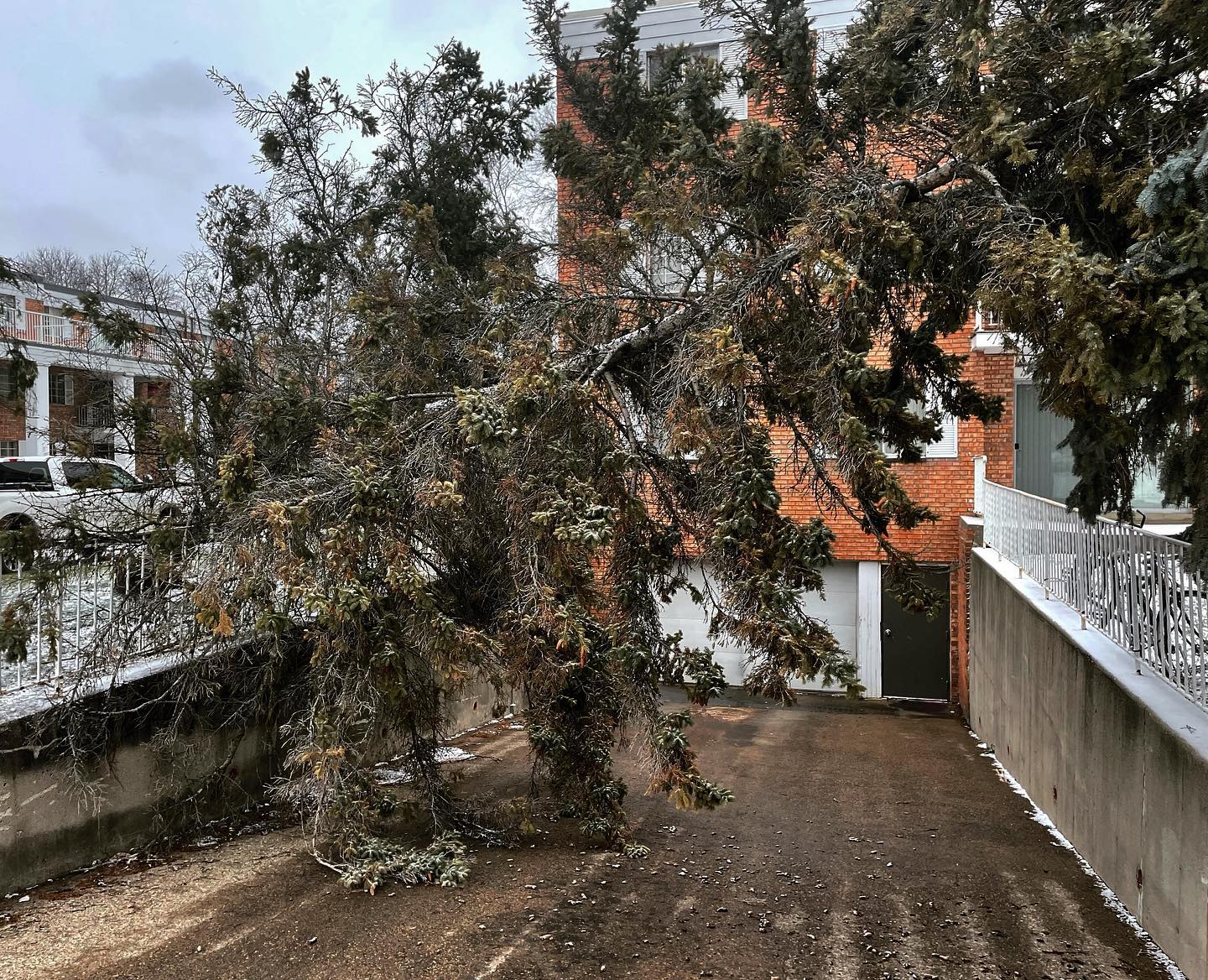 Fallen tree causing damage after a storm