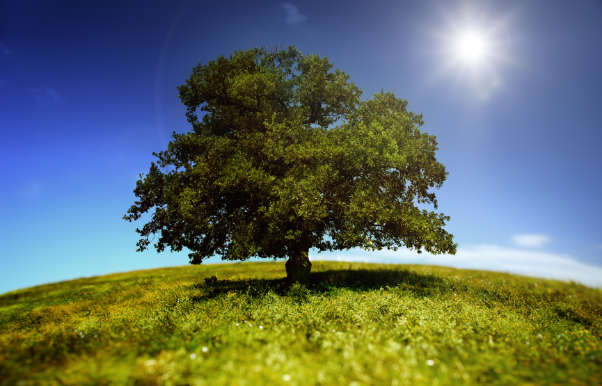 Stock image of a single large tree with lots of foliage against blue sky and sun backdrop