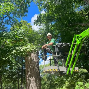 Person cutting down tree