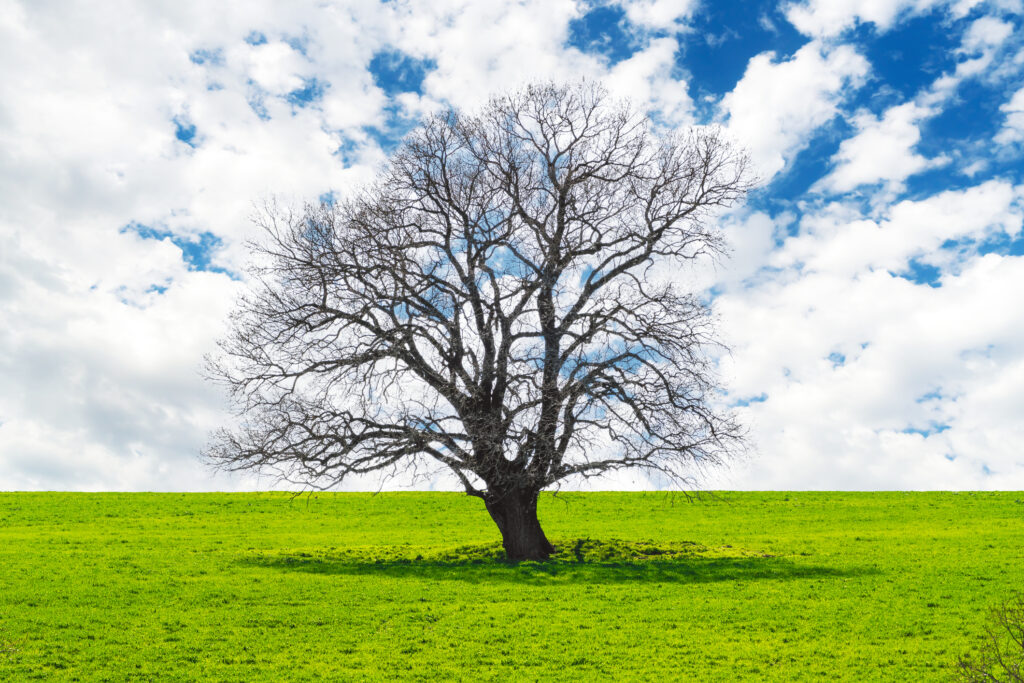 tree with no leaves in lush green springtime field