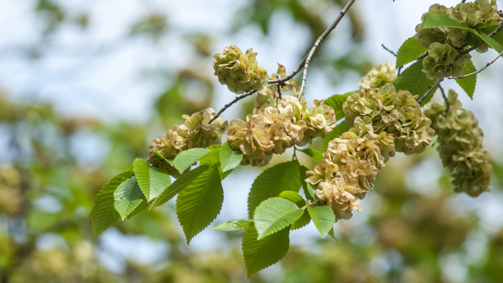 Flowers on an elm tree
