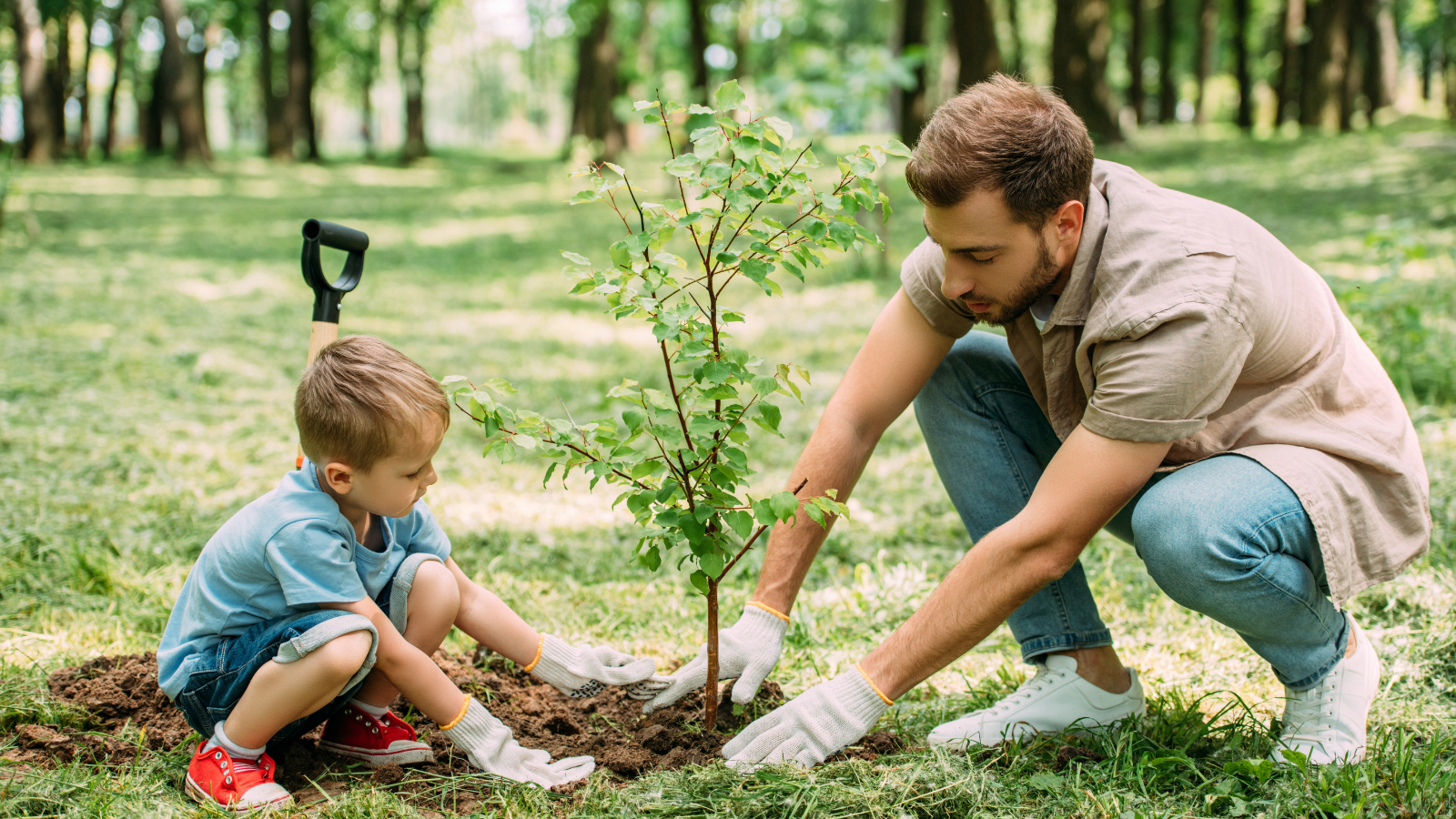 What Trees Should I Plant & What to Avoid in Minneapolis?