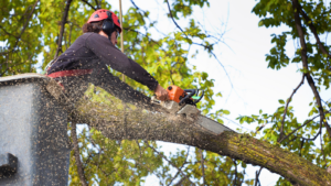 Arborist in a bucket truck, sawing off a large tree limb.
