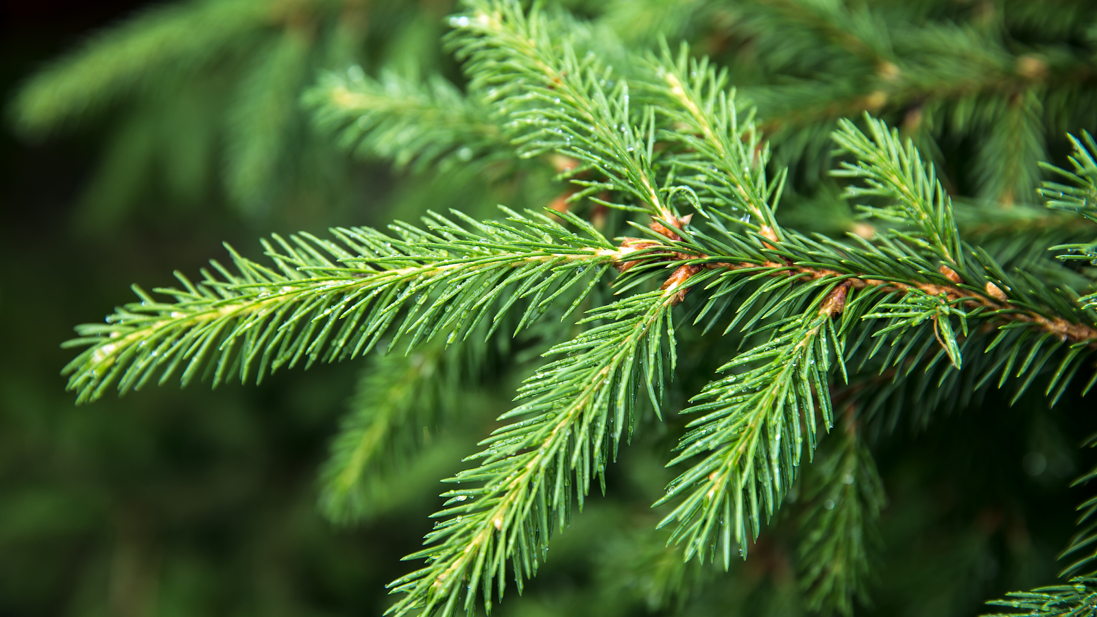 Common Minnesota Spruce Tree Pathogens & How to Treat Them