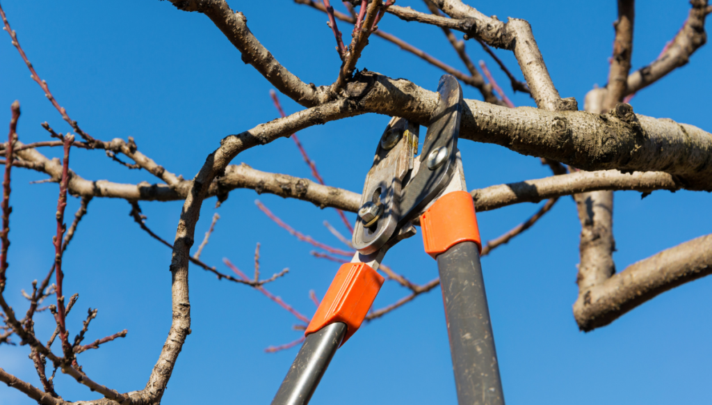 A tree limb being pruned in the winter