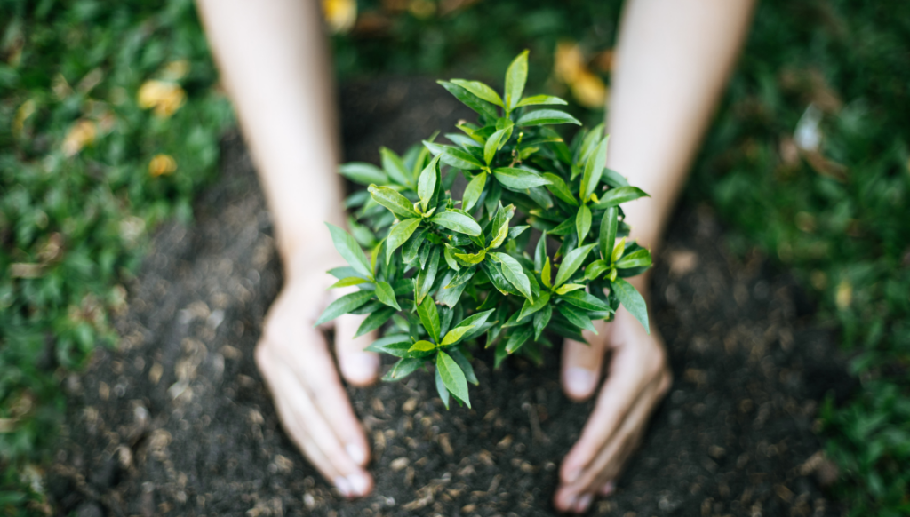 A person's hands packing down the dirt around a freshly planted baby shrub, with green grass surrounding.