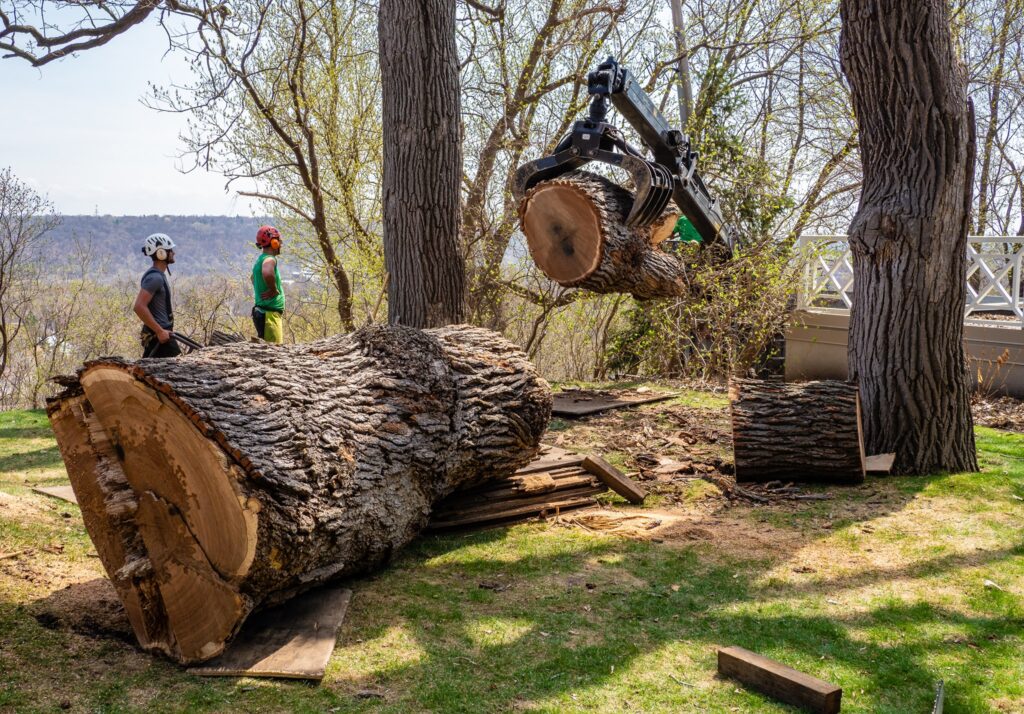 Bratt Tree crew standing next to a massive cut tree trunk while a piece is being lifted by a crane