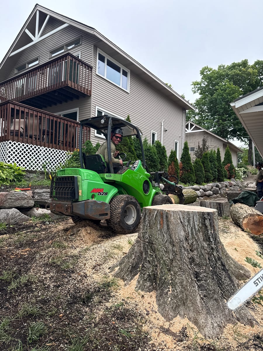 Residential tree removal in the Twin Cities with a professional arborist safely clearing a large tree from a homeowner’s property.