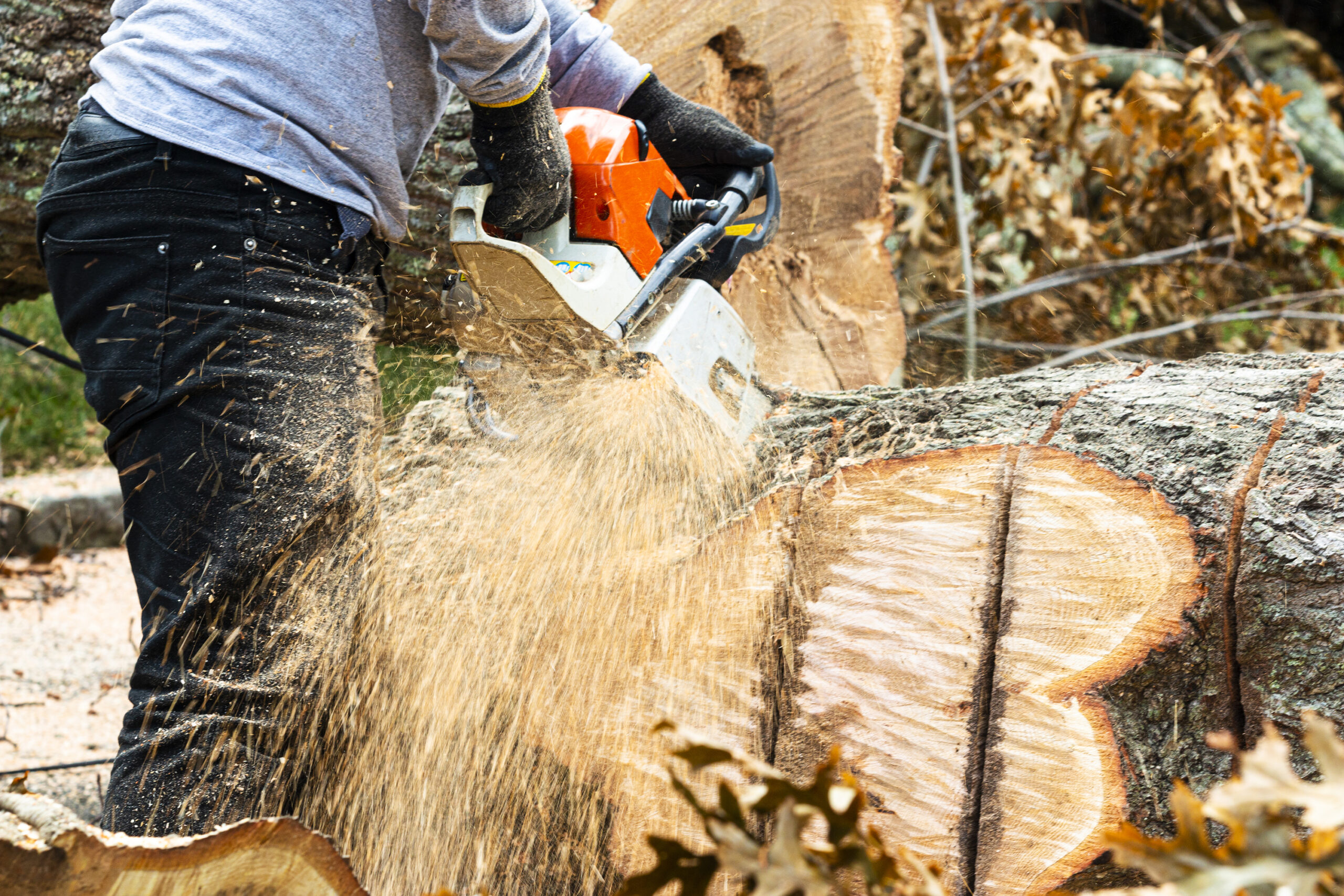 A landscaper using a chainsaw to cut a large tree trunk that fell