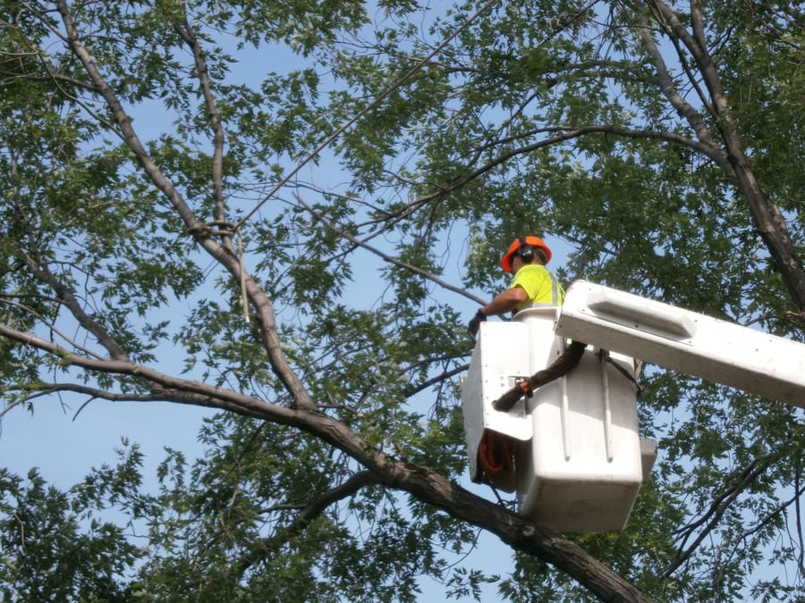 ISA-certified arborist using a bucket lift to prune tall tree branches in a residential neighborhood near St. Paul, Minnesota.