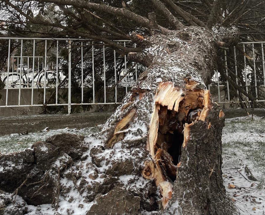 Fallen residential tree damaged by a winter storm in Minneapolis, showing a split trunk and broken fence before professional storm tree removal and cleanup.