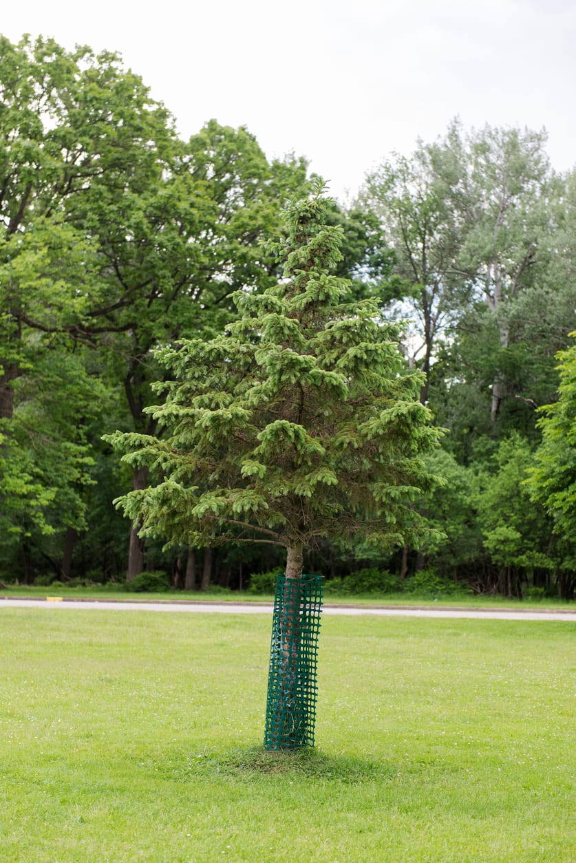 Young evergreen tree protected with a mesh guard for pest prevention and tree healthcare in the Twin Cities.