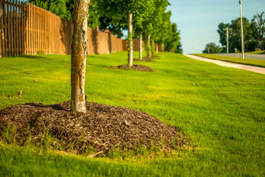 Newly planted boulevard trees with fresh mulch along a construction project site, maintained through professional commercial tree services in the Twin Cities.