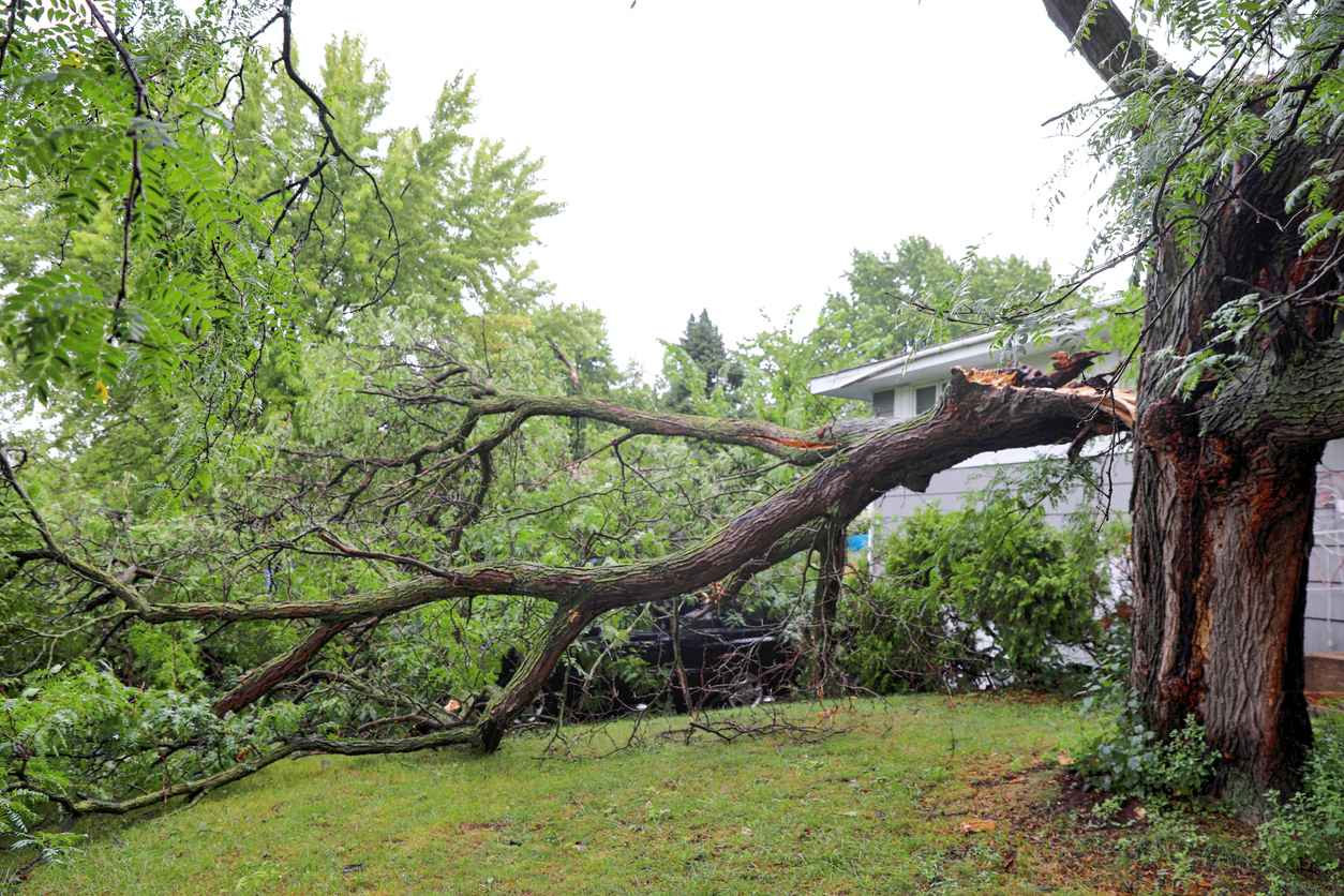 Fallen tree in a backyard after storm