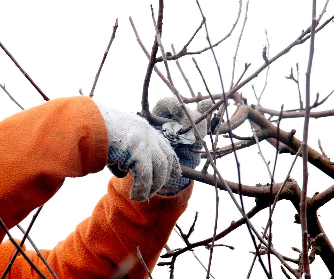picture of a man pruning apple tree in December
