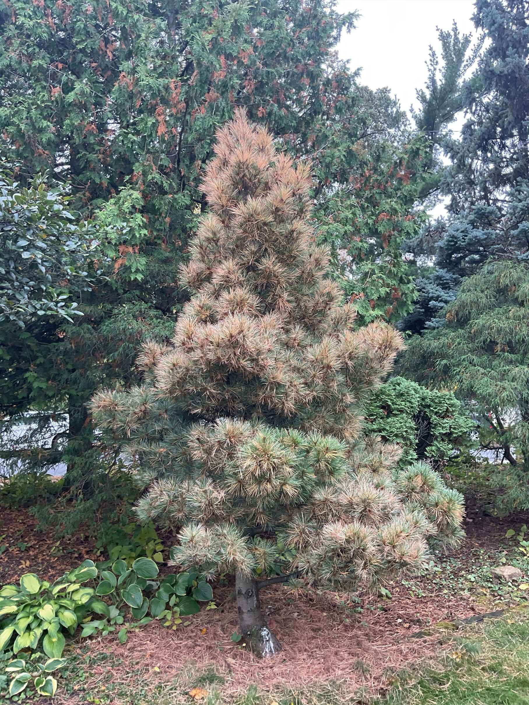 spruce tree recovering from needle blight after treatment