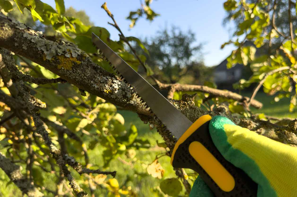 Cutting branches on apple tree using a garden saw