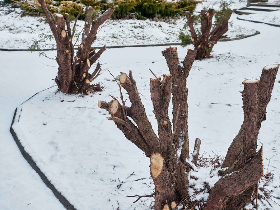 Winter pruning of trees in the park.