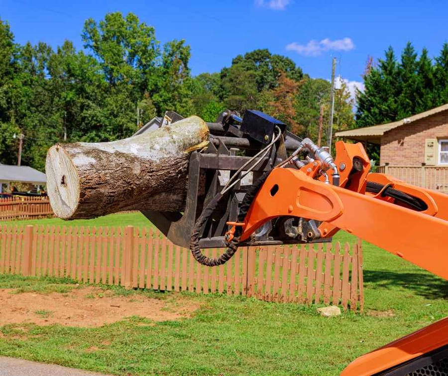 Tree removal process