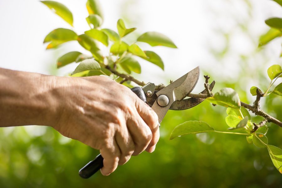 hand with pruning shears cutting a tree branch