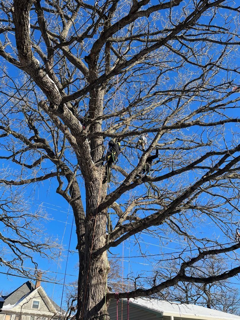 Arborists climbing tree to remove it