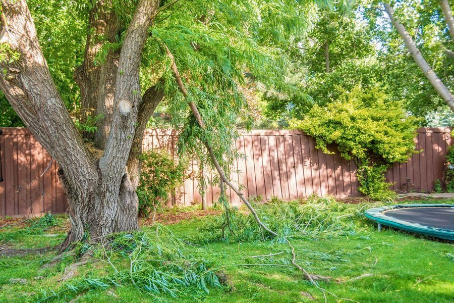 Large willow tree in a backyard with several broken branches from a wind storm