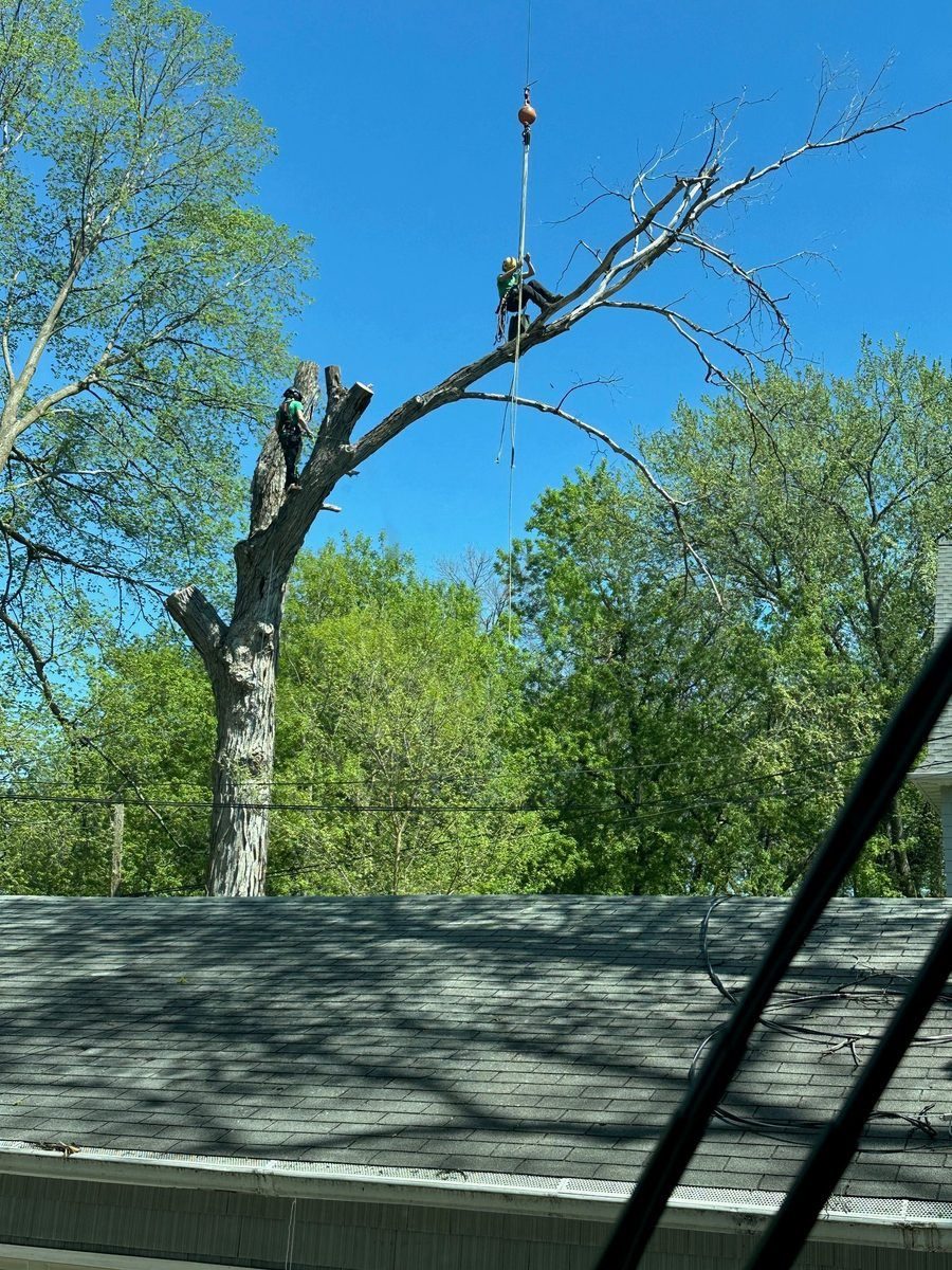 Worker from a tree service company trimming an overhanging branch in someone's yard