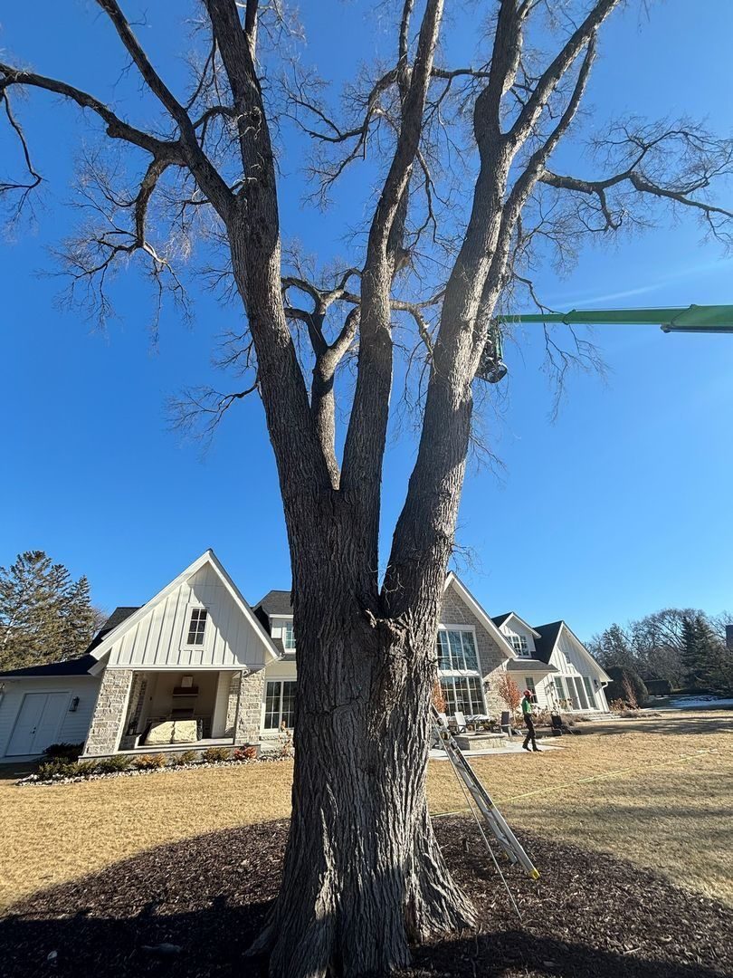 Tree trimming service; the worker is using a lift for trimming