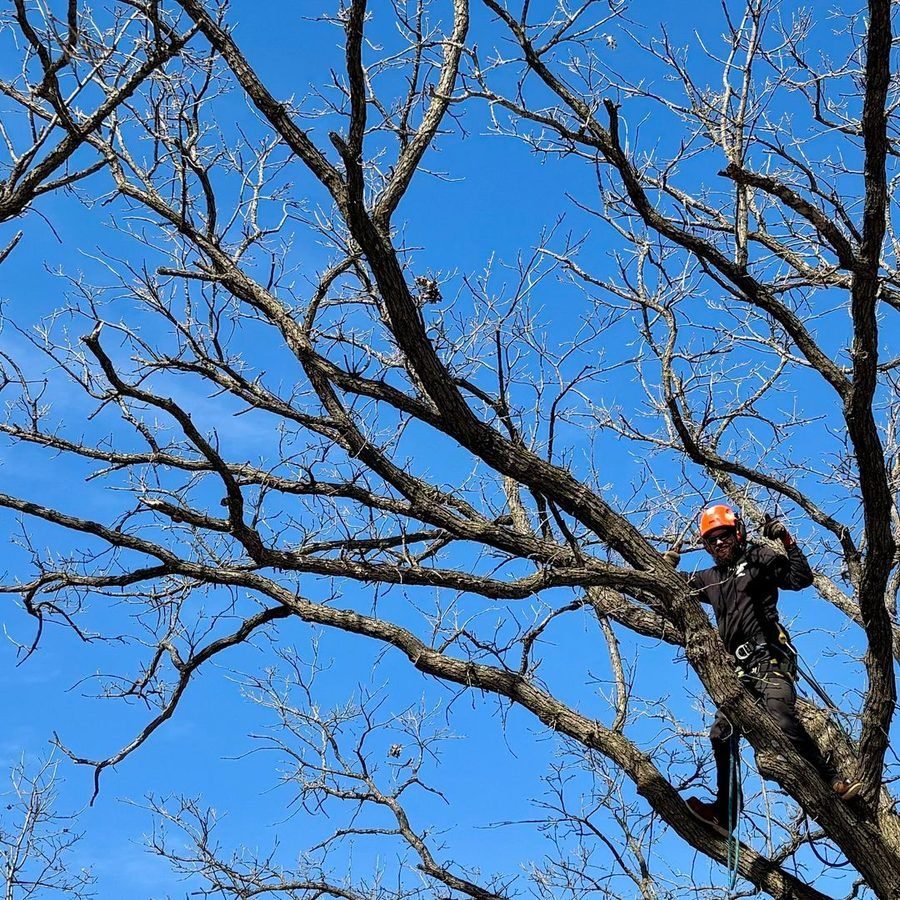 Professional arborist on a tree wearing safety gear