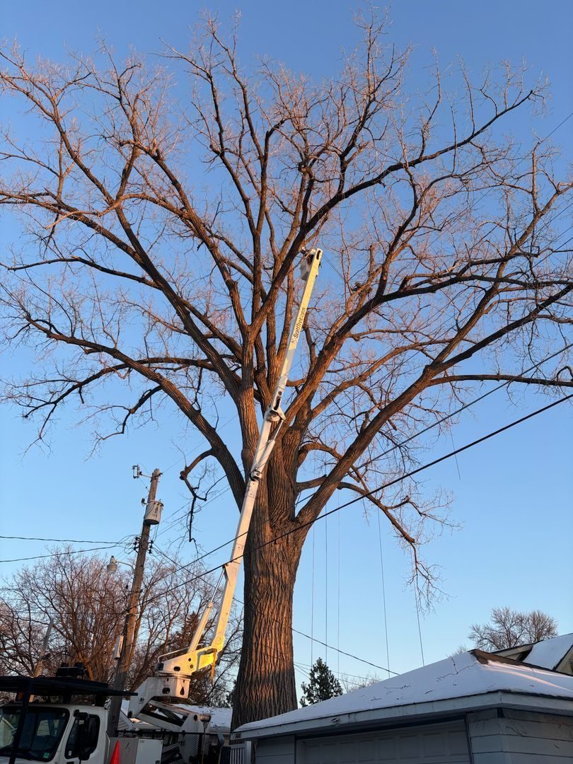 Large tree being trimmed and inspected by professional arborists